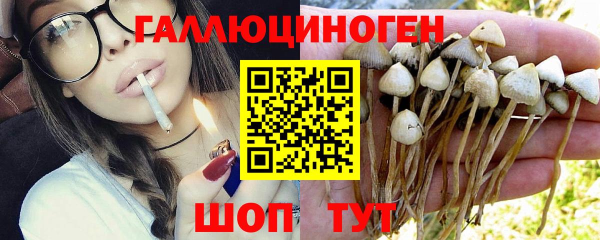Галлюциногенные грибы Psilocybe Биробиджан